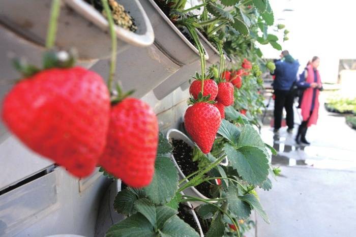 2015北京农业嘉年华 会展场地搭建-13